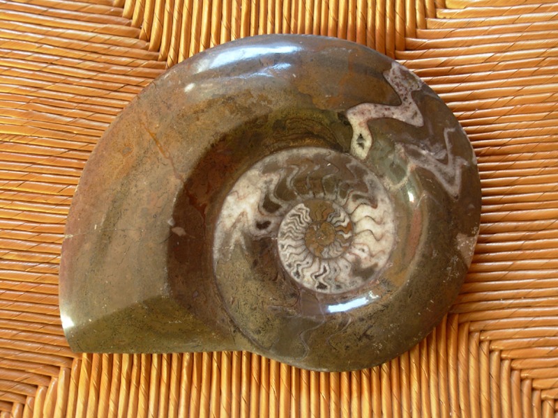 Ammonite fossilisée en marbre
