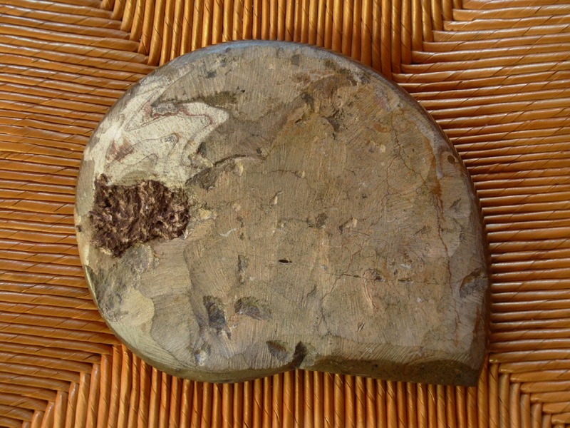 Ammonite fossilisée en marbre