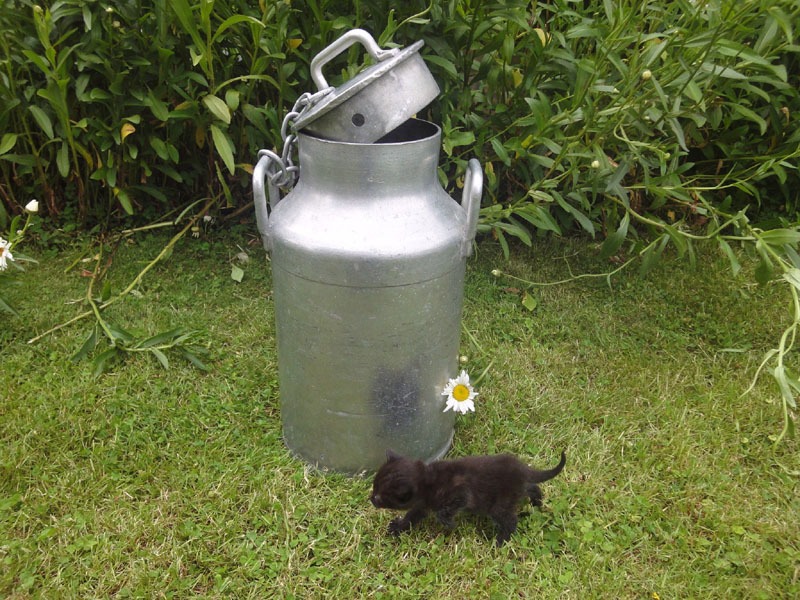 Bidon Ã  lait de ferme en aluminium Ã©pais