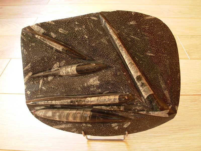 Plaque d Orthoc�ras fossilis�s