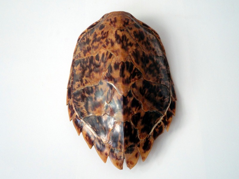 VÃ©ritable carapace de tortue marine