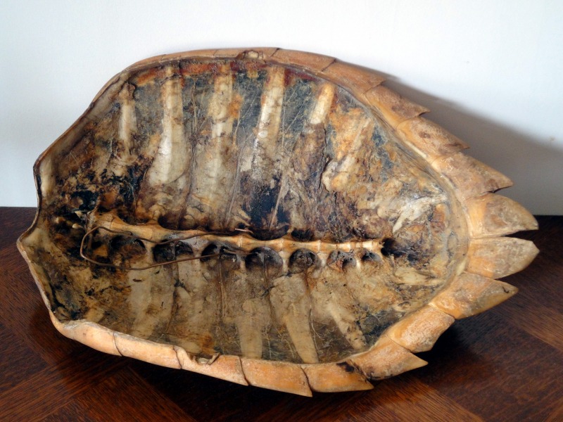 Véritable carapace de tortue marine